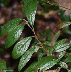 image for Willow-leaved Cotoneaster