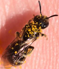 Furry-claspered Furrow Bee
