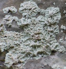 Snowy Dust Lichen