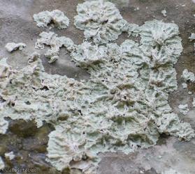 image for Snowy Dust Lichen