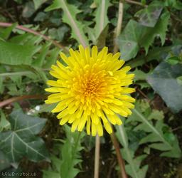 Toothed Dandelion