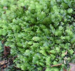 image for Common Pocket-moss