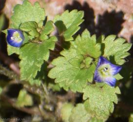 Grey Field-speedwell