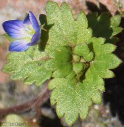 Grey Field-speedwell