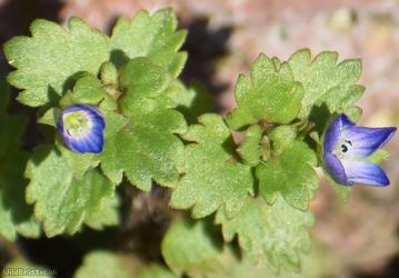 image for Grey Field-speedwell