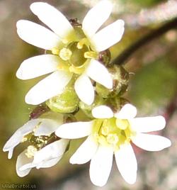 image for Common Whitlowgrass