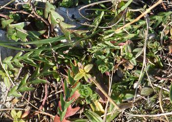 Ruddy Dandelion