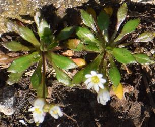 Common Whitlowgrass