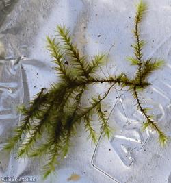 image for Kneiff's Feather-moss