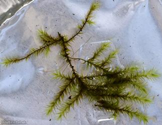 Kneiff's Feather-moss