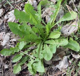 Taraxacum 'Spotted Ochrochlorum'