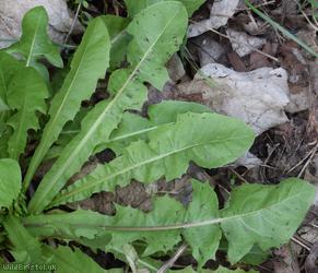 Taraxacum 'Spotted Ochrochlorum'