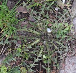 image for Spiky-leaved Dandelion
