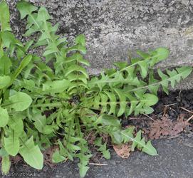Incise-lobed Dandelion