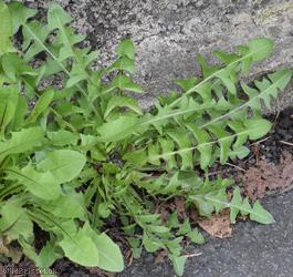 Incise-lobed Dandelion
