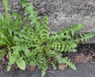 image for Incise-lobed Dandelion