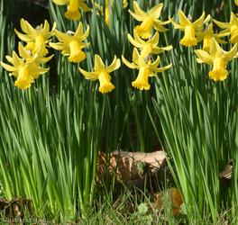 image for Reflexed Daffodil