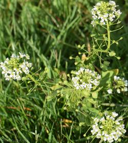 Field Penny-cress