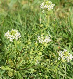 Field Penny-cress