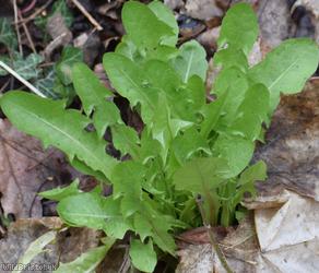 Taraxacum 'Spotted Ochrochlorum'