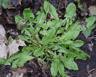Taraxacum 'Spotted Ochrochlorum'