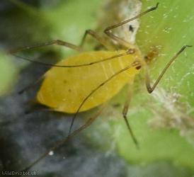 Aphid Unidentified