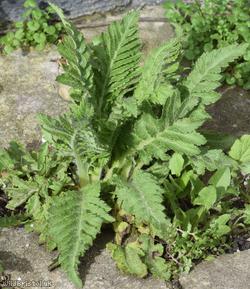 Bracteate Ornamental Poppy