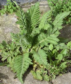 Bracteate Ornamental Poppy
