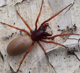 image for Woodlouse Spider