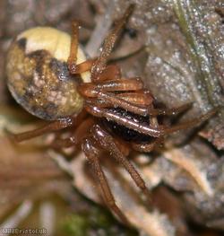 Buried Long-jawed Spider