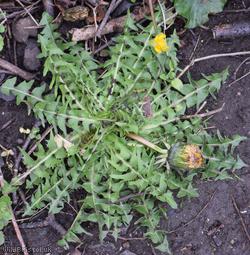 White-stalked Dandelion