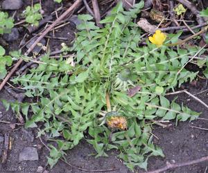 White-stalked Dandelion