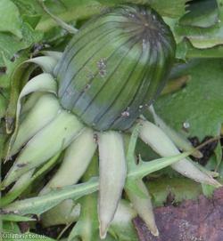 White-stalked Dandelion