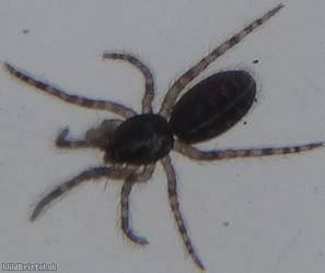 Cliff Tubeweb Spider