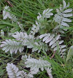 Silverweed
