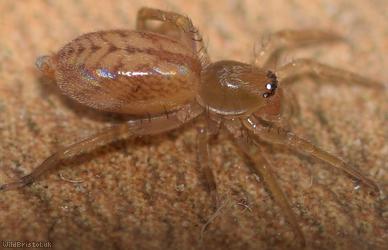 image for Ornate Sac Spider