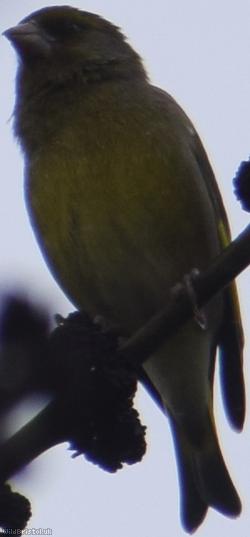 image for Green Finch