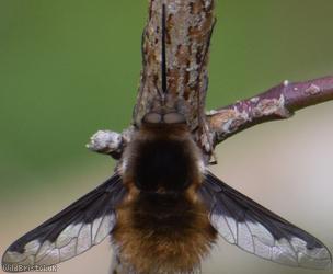 Dark-edged Bee-fly