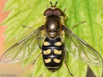 Common Spotted Field Syrph