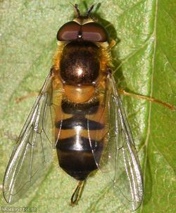 Early Epistrophe