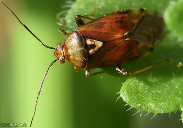 Lygus pratensis