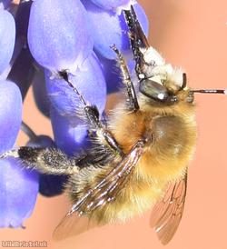 Hairy-footed Flower Bee
