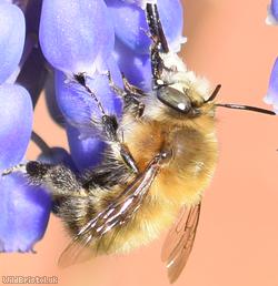 Hairy-footed Flower Bee