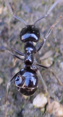 Jet Ant