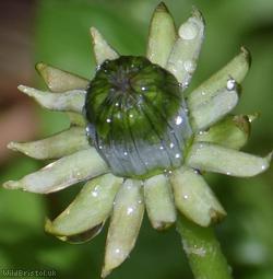 Complex-leaved Dandelion