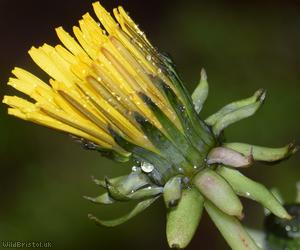 Complex-leaved Dandelion