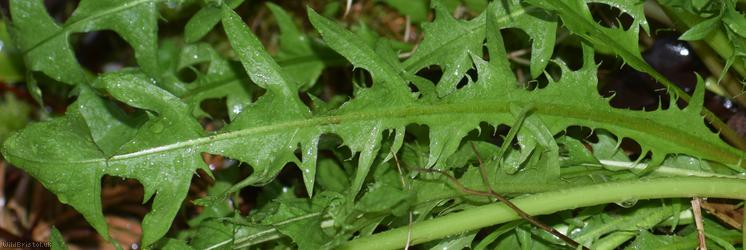 Complex-leaved Dandelion
