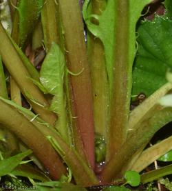 Complex-leaved Dandelion