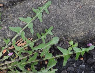 Tongue-lobed Dandelion