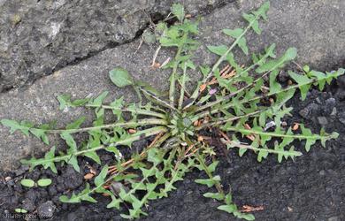 Tongue-lobed Dandelion